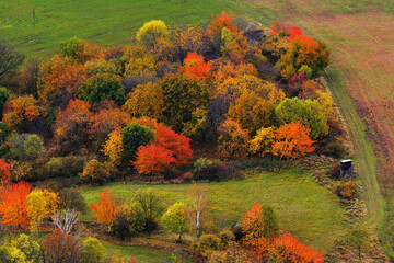 Obraz premium Colorful Autumn Shrubs and Forest Detail Surrounded by Lush Green Meadows