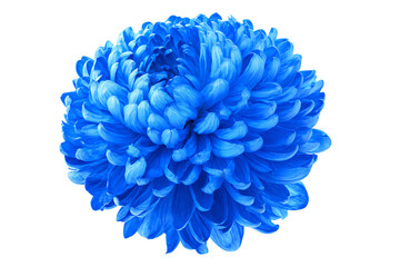 a blue flower is shown on a white background