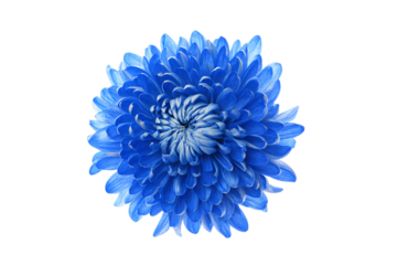 a blue flower on a white background
