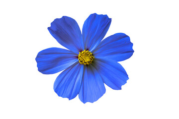 Obraz premium a blue flower with a yellow center on a white background
