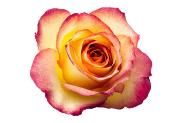 Radiant Rose Blossom with Pink Tipped Petals on Transparent Backdrop Botanical Art