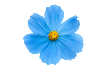 a blue flower with a yellow center on a white background