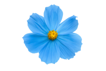 a blue flower with a yellow center on a white background