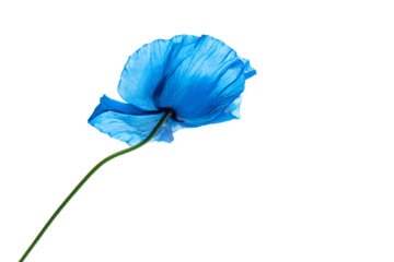 a single blue flower is in a vase