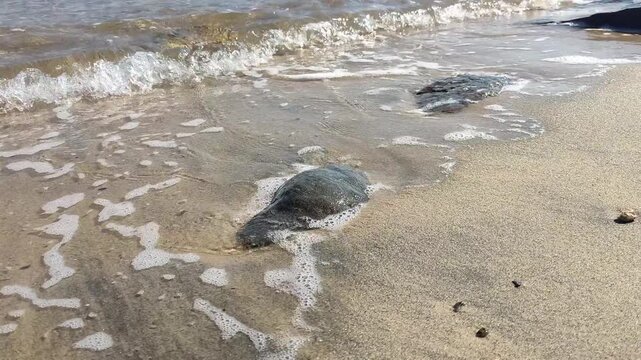 Praia em Ilhabela (SP), Brasil.
