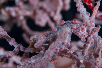 A pygmy seahorse, white and red, remains in its coral of the same color.