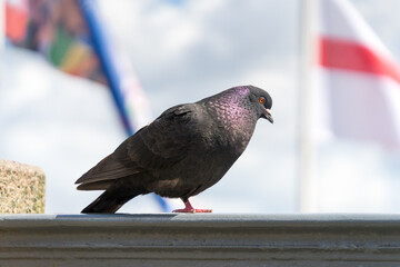 Dove of Peace for Europe