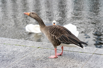 Wildgans in der Stadt