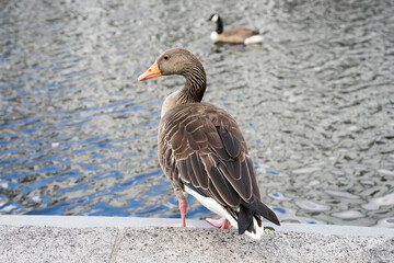 Wildgans in der Stadt