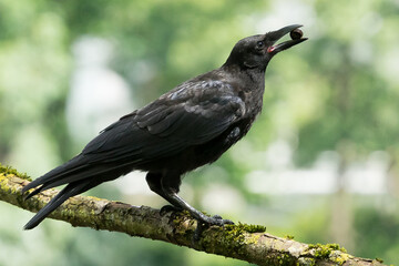 Schwarze Kr&auml;he mit einer Eichel im Schnabel