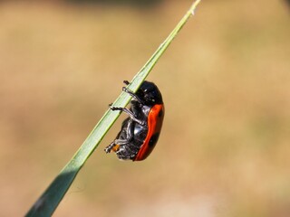 red beetle on a plant