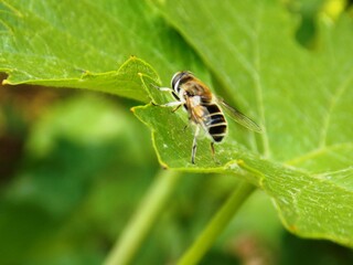 a small wasp on a plant leaf