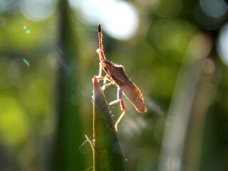 a small bug on a plant leaf