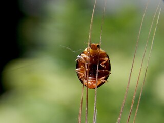 a little ladybug walks on the grass