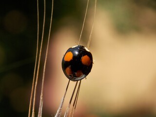 a little ladybug walks on the grass