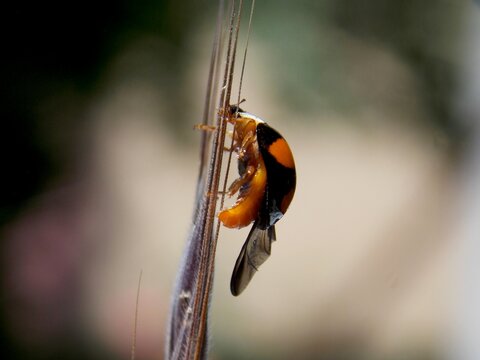 the little ladybug is spreading its wings