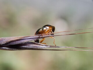 a little ladybug walks on the grass