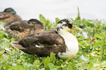 Wildente, Stockente, Artenschutz, Nachhaltigkeit
