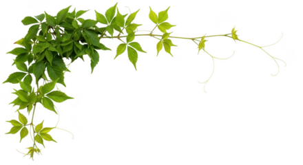 A vibrant green vine with delicate leaves and tendrils, isolated on a transparent background