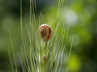 a small snail on green grass