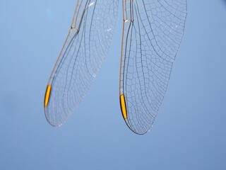 the wings of a large yellow dragonfly
