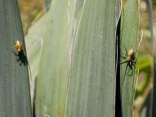 two small spiders on a plant