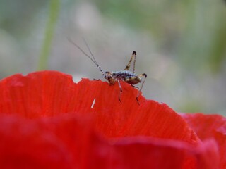 a small grasshopper on a red poppy petal