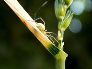 a small spider on a green plant