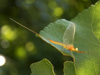 yellow beetle on the leaf