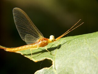 a strange bug with big eyes