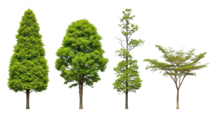Four distinct trees with lush green foliage stand tall against a pure transparent background