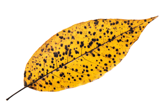 a yellow leaf with black spots on it - Powered by Adobe