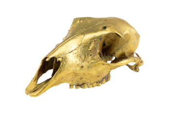 a gold colored animal skull on a white background
