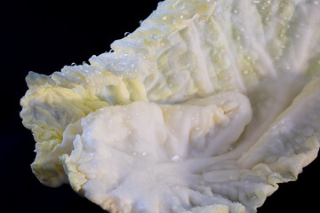White cabbage with water droplets, close up