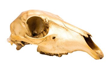 a skull of a cat with a hole in it