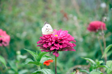 A close-up of a white butterfly on a lavender zinnia flower petal. In the background are other...