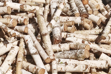 Birch logs cut into uniform pieces are stacked for processing. The image captures a detailed view...
