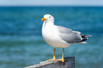 Seagull on a beautiful beach chair in the sand on a sunny, relaxed day on the coast of Mecklenburg Western Pomerania, East Germany
