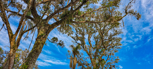 árvores entre céu e nuvens