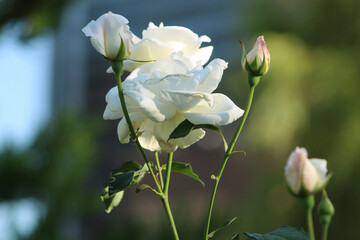 Roses blooming in a park on a bright summer day. Vibrant flowers under natural sunlight surrounded by greenery. Peaceful and colorful outdoor garden scene.