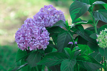 Blooming hydrangea bushes in shades of purple, pink, and white on a sunny day in the park. Lush...