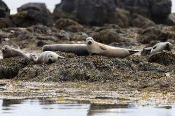a colonie of seals resting close to the coast of Iceland
