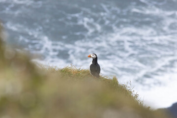 atlantic puffin (papageientaucher) an der Küste
