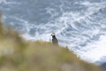 atlantic puffin on cliff in Iceland