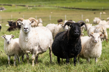 Obraz premium black and white sheep in Iceland