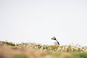 atlantic puffin in white little flowers