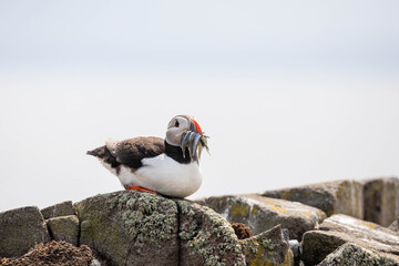 atlantic puffin with fish
