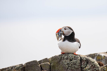 Fototapeta premium atlantic puffin with lots of fish