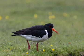 Oystercatcher in the gras (Austernfischer)