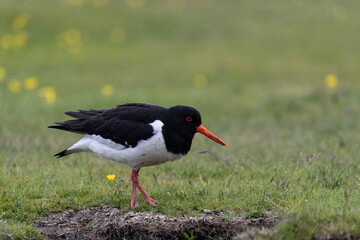 oystercatcher in green gras (Austernfänger)